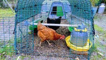 Sitzstange für hühner