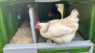 We feel Good in our Eglu Cube  !