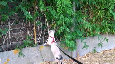 Cats are so curious