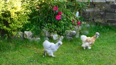 Ein Abenteuer haben. Unser erster Besuch oben im Garten!