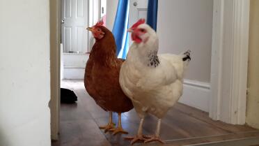Elsa & Fudge