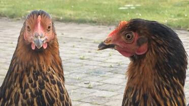 Thelma & louise