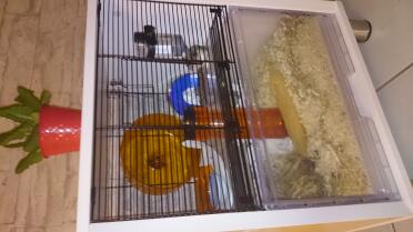Very satisfied with Qute, our hamster Got used to it very quickly. we enjoy our pet very much. thank you 