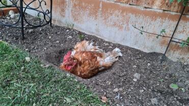 Trub taking a dirt bath 
