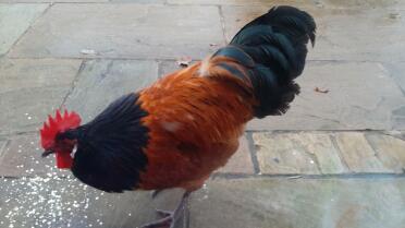 Hasn't this chicken got lovely feathers!