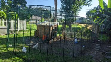 Walk-in coop with auto door....my dream come true!