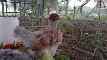 Blue Laced Red circa 8 settimane