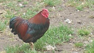 Wyandotte chickens have such beautiful feathers!