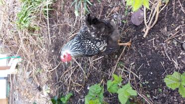 Peep, unser Silverlaced Wyandotte, ungefähr 1 Jahr alt