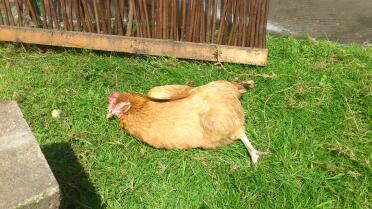 Chillin chicken