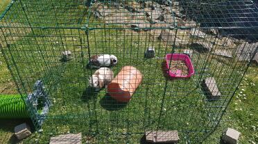 These bunnies love playing in their run!