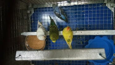 Budgerians
