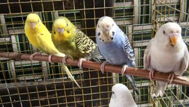 Budgerigars