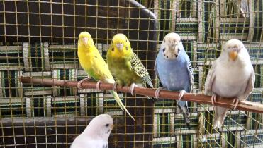 Budgies
