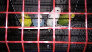 Caged