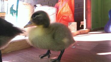 Ducks are great pets