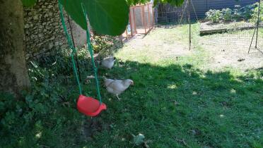 Chickens love playing on swings just as much as children do!