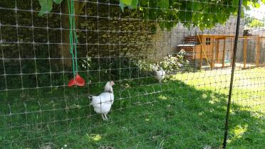 Let you chickens roam safely inside the chicken fencing.