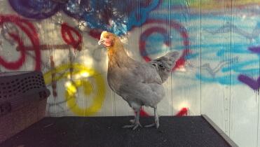 Blue Copper Marans Henne