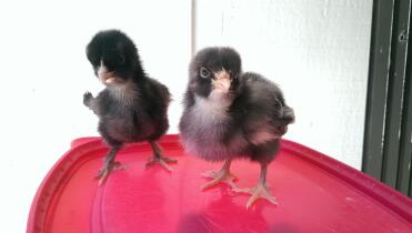 Kuckuck Marans