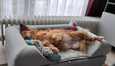 Dog sleeping on Omlet Topology dog bed with grey bolster topper