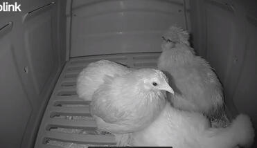 Inside the go up coop