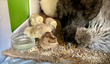 3 silkie mums and 4 bielefeld babes