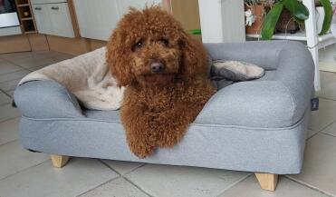 Dog laying on Omlet memory foam dog bed with square wooden feet