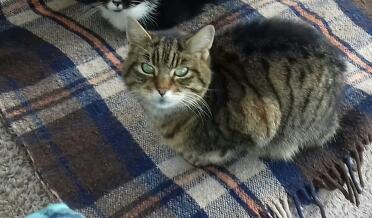 Miss purrfect