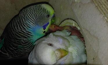 mamma seduta e papà che allatta