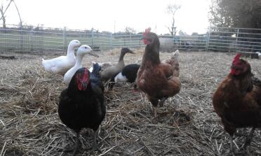 galline e anatre