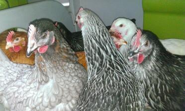 Aggie, betty, cissy, dotty, elsie und freda