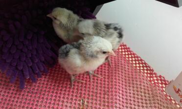 Silver Spangled Amburgo