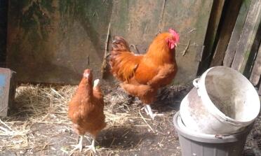 gallina warren e un gallo rosso del New Hampshire
