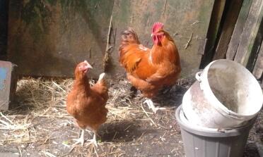 gallo rosso del New Hampshire con una gallina warren