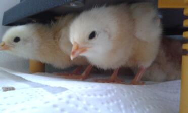 Chicks