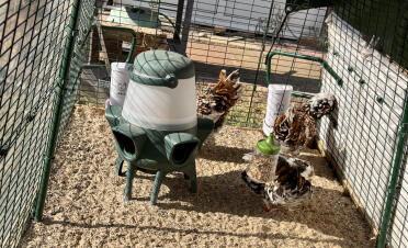 Dotty, Alice and Hetty. Patty is currently in the coop laying me my breakfast. 