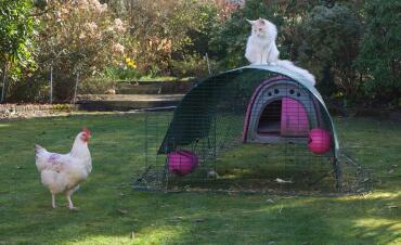 Jasper und frau pilkington 