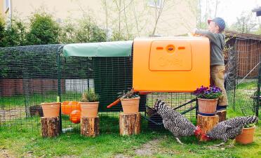 Deutsche Sperber, Eglu Cube, happy Kid,
