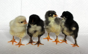 Marans Küken im Alter von 1 Tag, 3 Jungen und 1 schwarzes Kupfermädchen