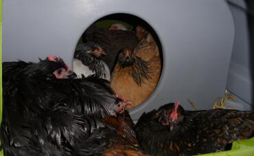 Es war die nacht vor weihnachten im haus Omlet 
