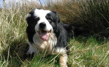 finnan il cane pastore di 7 anni che lavora