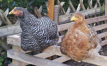 Amalie und Henriette