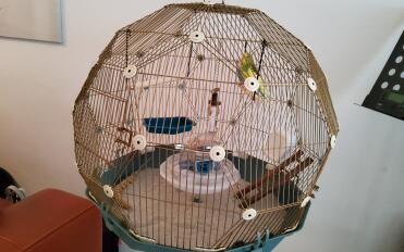 Enjoying the cage