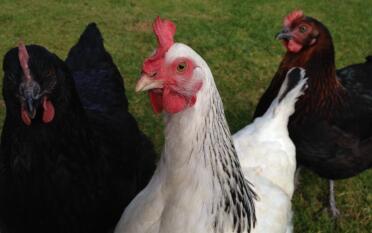 Pocahontas il pollo.