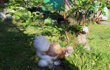 Einen Blick in meinen neuen Garten werfen!