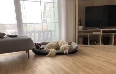 Dog laying in bed