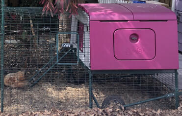 The purple cube looks great in any garden!