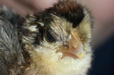 Day old cream legbar
