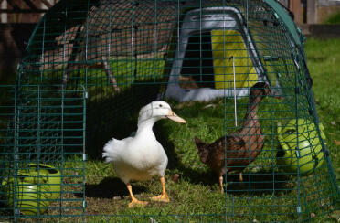 Dolly and Delilah enjoying their Eglu Go
